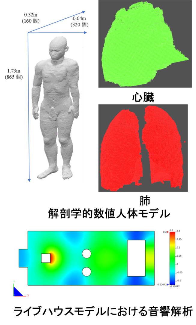 上図：解剖学的数値人体モデル　下図：ライブハウスモデルにおける音響解析